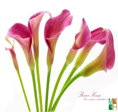  Tranh dán tường Hàn Quốc - hoa rum FW 340